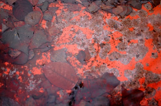 Rust and wet leaves in the water