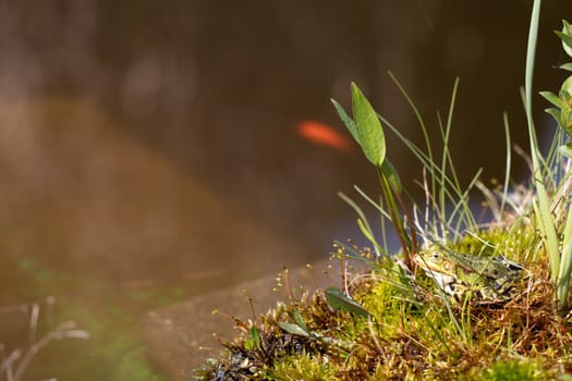 A frog on an island in the garden pond. Concept natur.