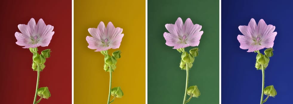 Collage mallow on a colorful background