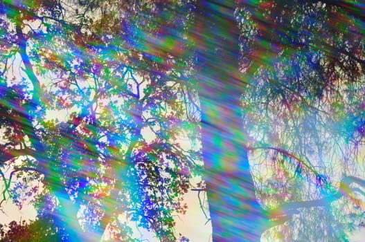 Light rays spectrum colors and tree branches on a sunny day. Abstract forest reflections through vintage prism filter.