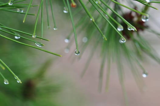Raindrops on pine tree needles abstract nature background.