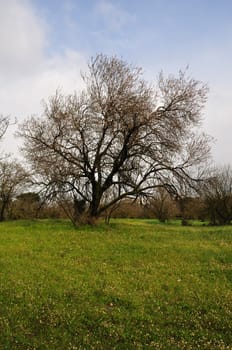 Almond tree in grass field. Spring landscape.