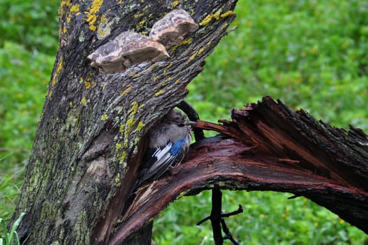 Eurasian jay passerine bird sheltering under broken tree trunk. Stormy weather rainy winter day.