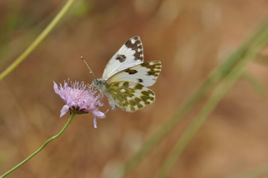 Butterfly on purple wild flower abstract nature background.