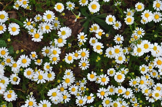 Daisy flowers with red mites and bees. Spring vegetation background.