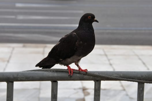 Black pigeon bird animal in urban environment.