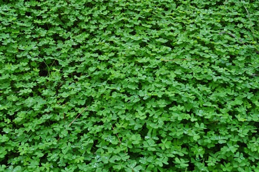 Clover plant with rain drops winter background. Nature abstract.