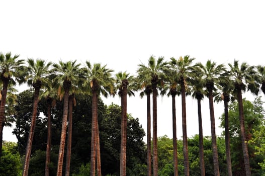 Row of palm trees and tropical vegetation silhouette on white background.