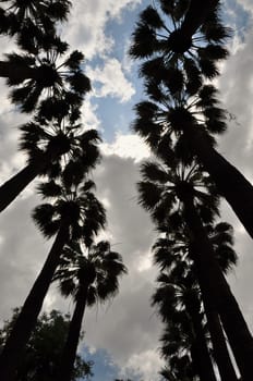 Palm trees silhouette and cloudy sky. Nature abstract.