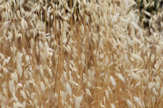 Dry oat straw cereal plants in the summertime. Abstract nature background.