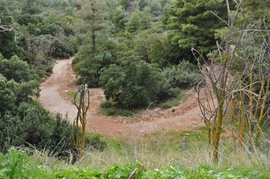 Eroded path and trees in a forest. Nature landscape.