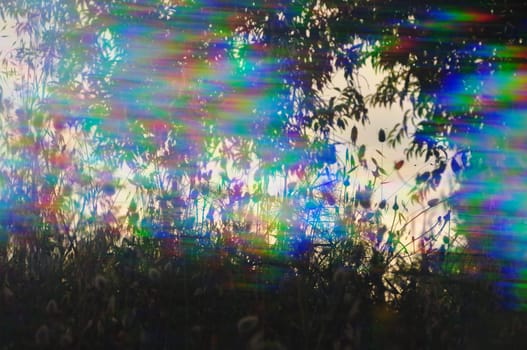 Spring plants silhouette through prism filter abstract colorful light streaks.