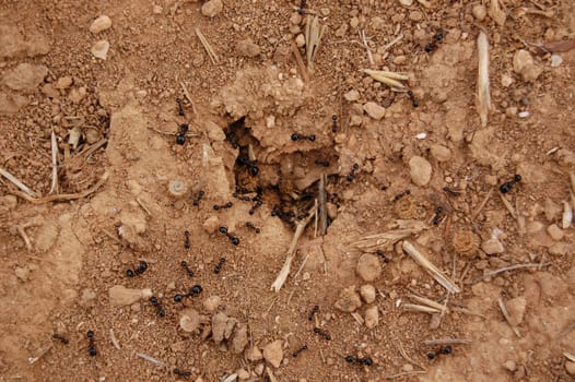 Ants clearing nest entrance from twigs and other debris on a windy day.