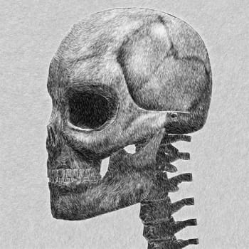 Human skull sketch. Abstract digitally created illustration.