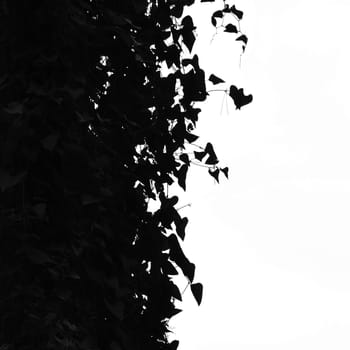 Green ivy leaves silhouette. Black and white.