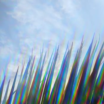 Palm tree leaf and blue sky through prism filter. Abstract sunlight spectrum colors reflection on sunny summer day.