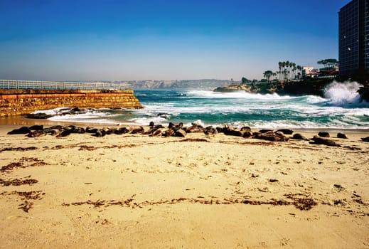 Seal beach in La Jolla, California