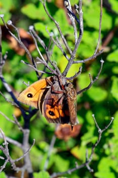 The Asylids are the family of robbers, also called murderers. Image of a thief fly killing and eating a butterfly.