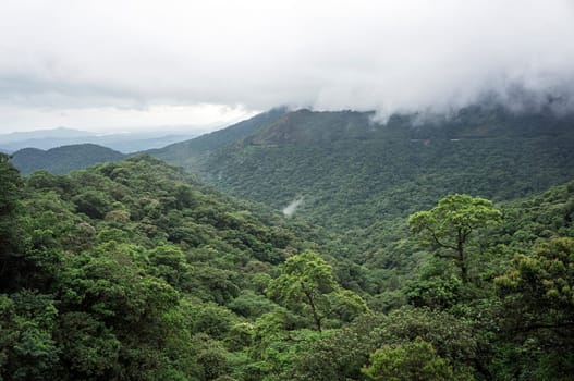 atlantica rainforest wilderness jungle mountain mist cloudy outdoors