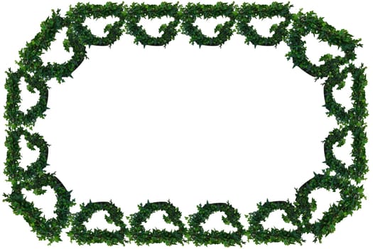 Ivy vine frame in front of white background.