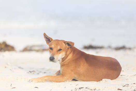 Brown stray dog lying on the beach.