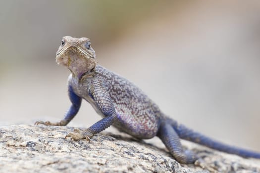 Mwanza flat-headed rock agama, aka spiderman agama, Serengeti National Park, Tanzania.