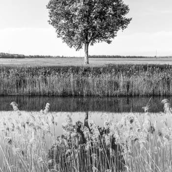 Tree in the field by river in spring. Black and white image.