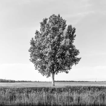 Tree in the field by river in spring. Black and white image.