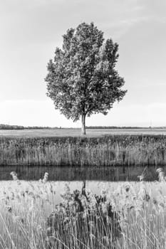 Tree in the field by river in spring. Black and white image.