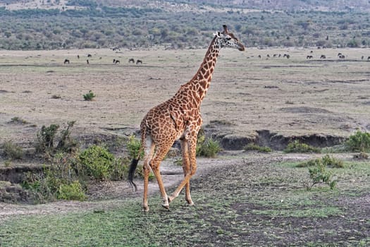 Wild animal giraffe walking in Africa