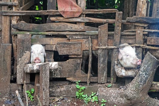 Two pigs in wooden pen in Africa