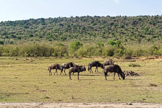 Heard of wildebeast grazing in Africa