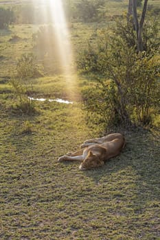 Lioness sleep in shade Kenya safari