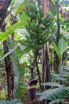 Bunch of green raw bananas at tree in Africa
