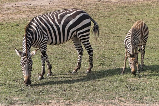 Baby zebra grazing with mother at Africa plains