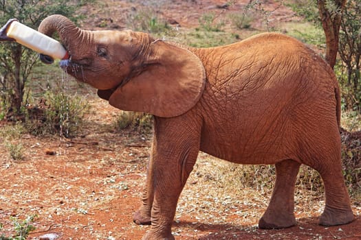 Small elephant drink from bottle  in Kenia