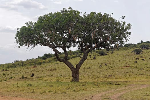 African sausage tree