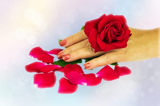 Closeup of female hand with manicured pink nails holds in the hand a natural fresh blossom from a red rose over bright pastel bokeh background. Concept beauty.