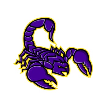 Mascot icon illustration of a scorpion, a predatory arachnid of the order Scorpiones, with sting in it's tail or venomous stinger about to strike on isolated background in retro style.