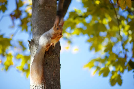 Squirrel on the tree eats nuts. Autumn