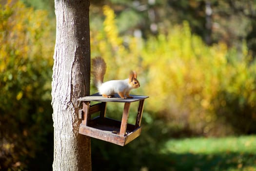 Squirrel on the tree eats nuts. Autumn