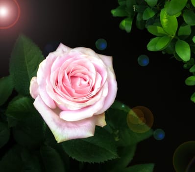 Noble rose
