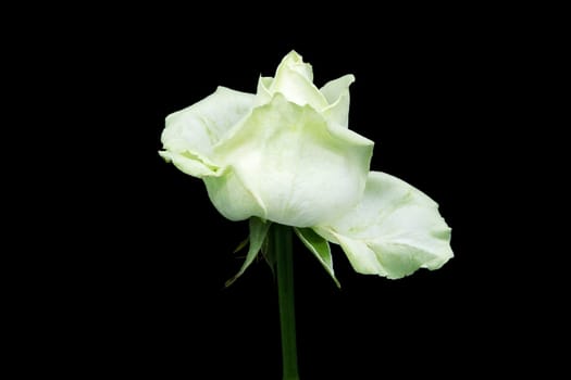 White rose,close-up of the flower with black background