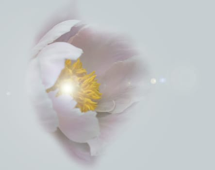 A touch of peony