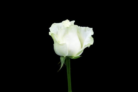 White rose,close-up of the flower with black background