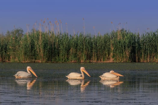 white pelicans (pelecanus onocrotalus) in Danube Delta, Romania