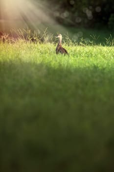 little duck on green grass by lake in Sarasota, Florida, USA