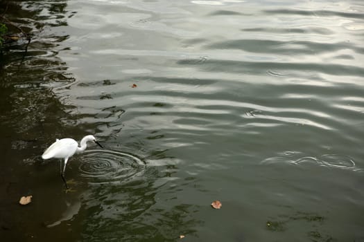 Outdoor shot of single tropical water bird hunting by lake in Thailand