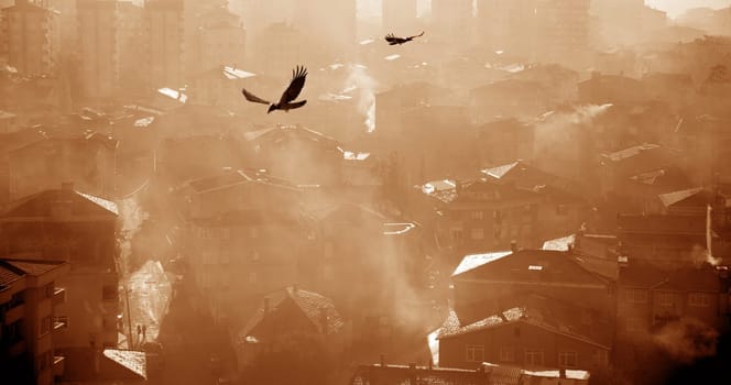 an image of a bird flying over buildings