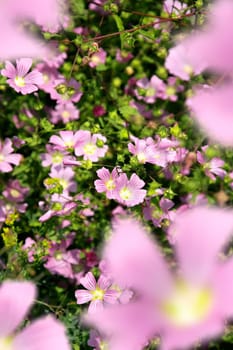 close up shot of pink flowers in garden